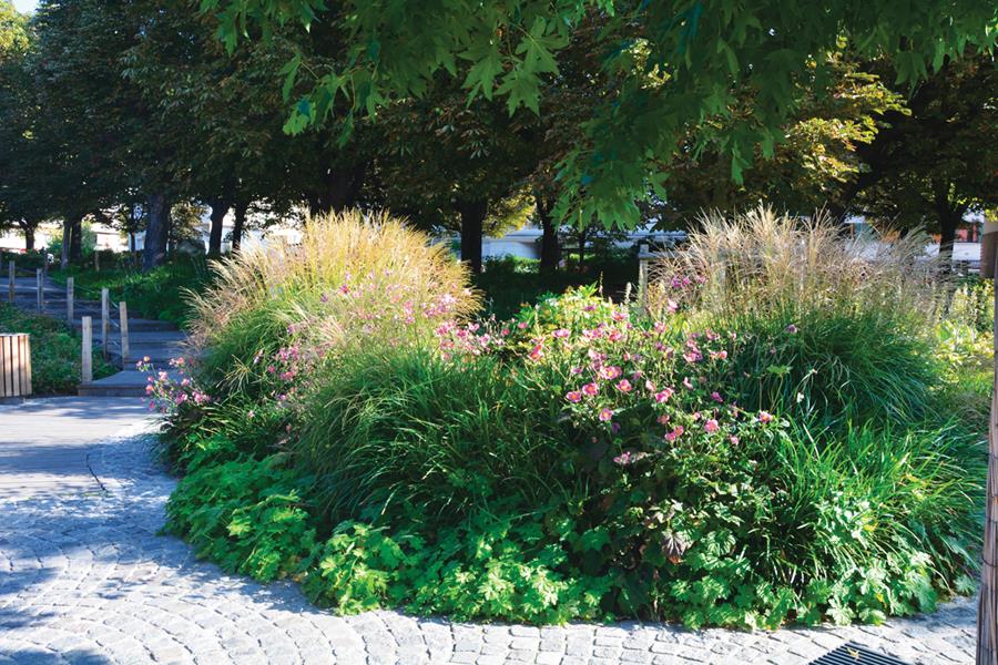 Maisons-Alfort : Un sous-bois en pleine ville