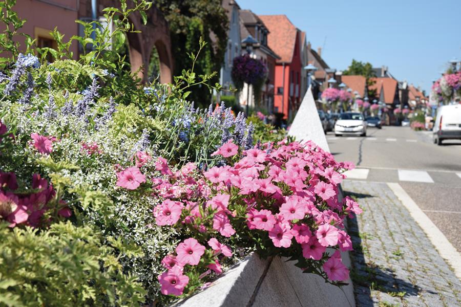 Marckolsheim : Une fontaine de fleurs