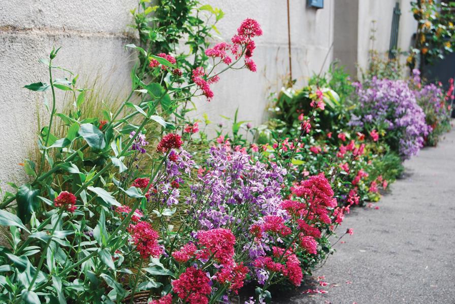 Tours : A fleur de trottoir 