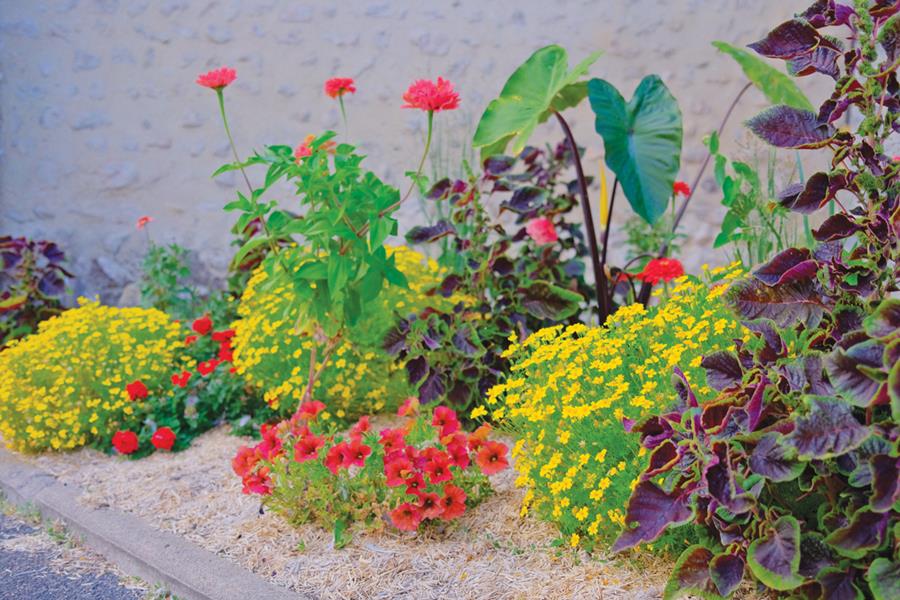 Boutigny-sur-Essonne : Trait fleuri