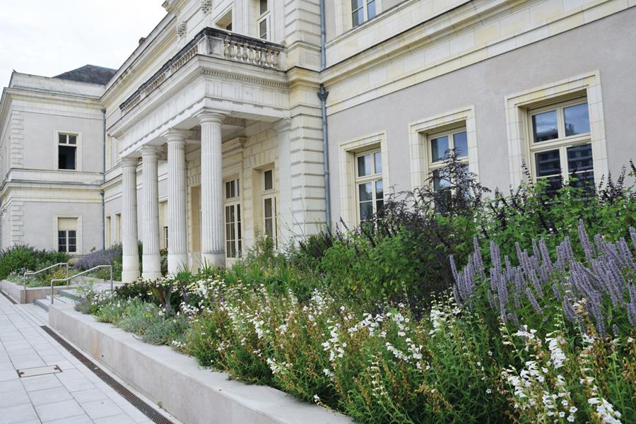 Angers : Mais où sont passées les annuelles ?