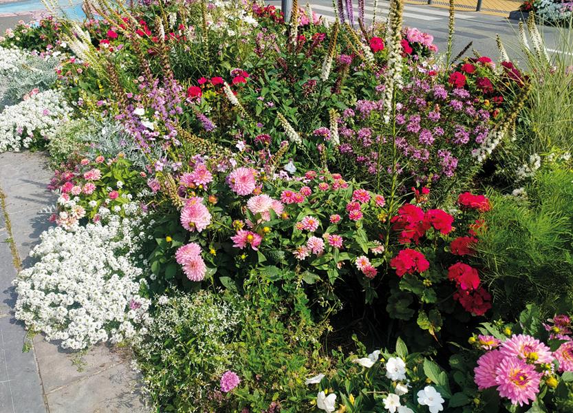 Calais : Epis c’est tout !