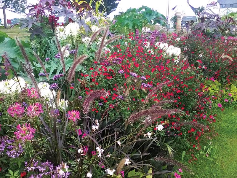 Perros-Guirec : “La vie en roz !”