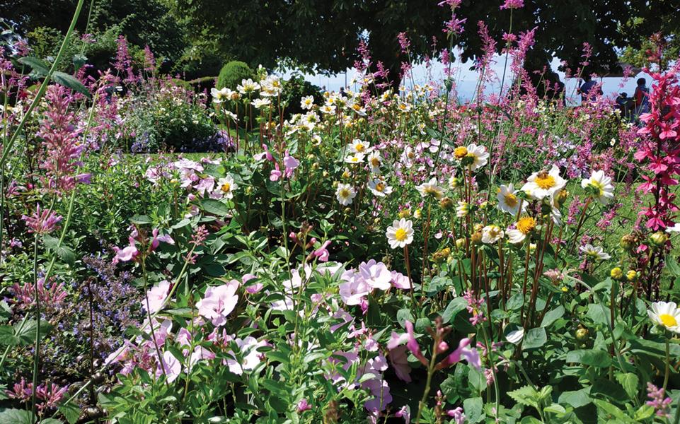 Evian-les-Bains : Rosée du matin