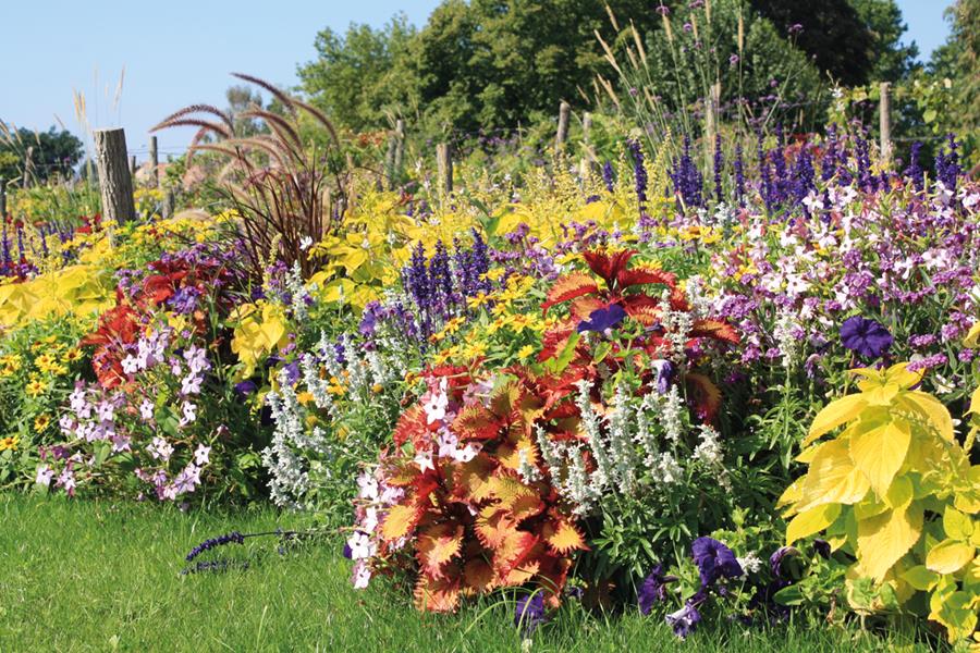 Toul : Au pied des vignes