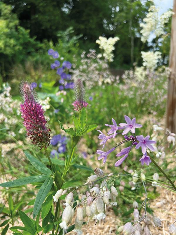 Compiègne : Au naturel