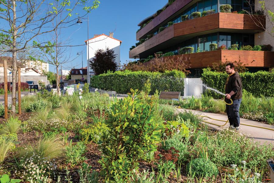 Maisons-Alfort : Les fleurs de la sécheresse 